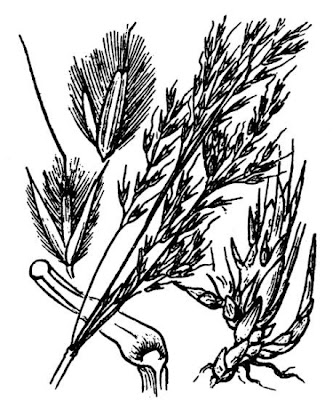 Cannella argentea Cannella argentea