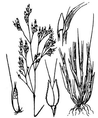 Aira,
European hairgrass,
hairgrass Aira,
European hairgrass,
hairgrass