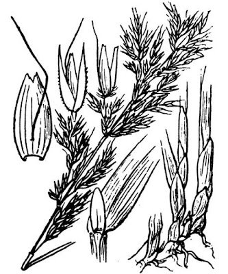 Calamagrostis arundinacea,
,
Cannella dei boschi,
Rough Small Reed