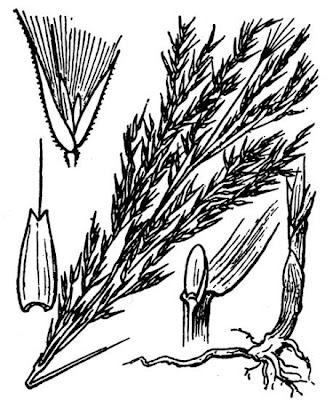 Cannella spondicola Cannella spondicola