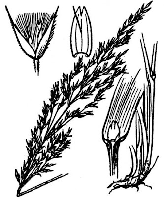 Cannella delle abetine Cannella delle abetine