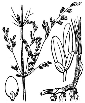 Water whorlgrass