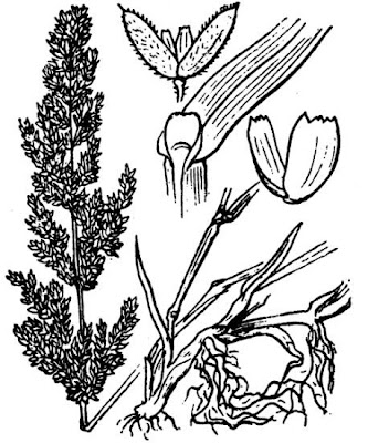 Coda di lepre verticillata Coda di lepre verticillata