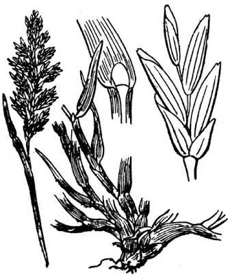 British alkaligrass British alkaligrass