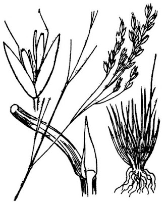 Bog hair grass Bog hair grass