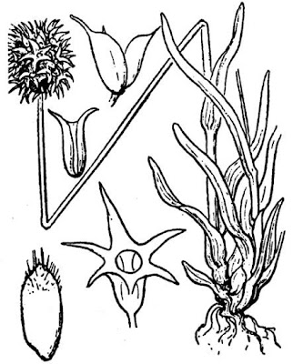 Echinaria capitata,
Echinaria