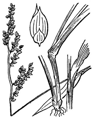 Echinochloa colona,
armil&aacute;;n,
awnless barnyard grass,
bl&eacute; du Dekkan,
capim-arroz,
capim-da-col&ocirc;nia,
capituva,
corn panic grass,
Deccan grass,
Giavone meridionale,
jungle rice,
jungle ricegrass,
jungle-rice,
junglerice