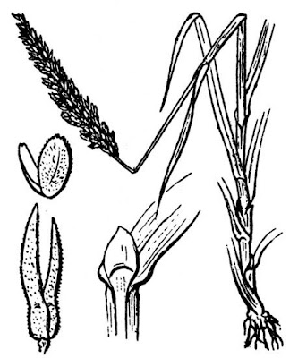 Codino sbarbato Codino sbarbato