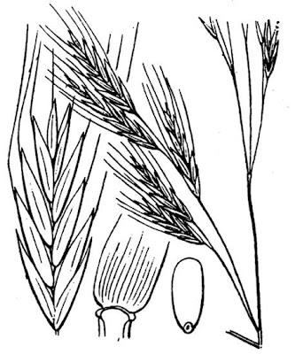 Festuca maggiore