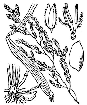 Erva-serra Erva-serra