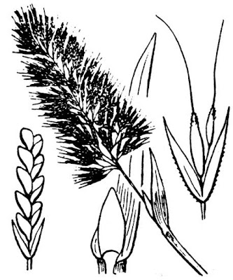 Lamarckia,
Golden Top,
goldentop grass,
lamarckia