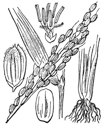 Lowland rice