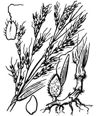 Sagginella