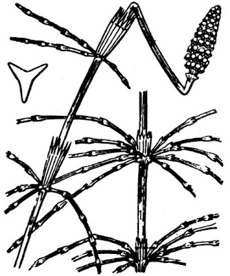 Equisetum pratense Ehrh.