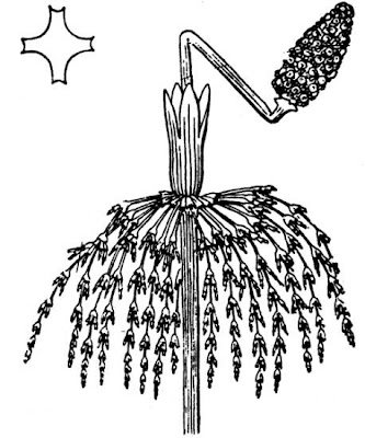 Equisetum sylvaticum L.