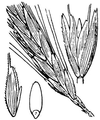 Grano di Polonia Grano di Polonia