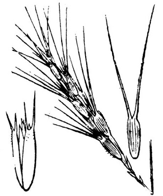 Cerere allungata Cerere allungata