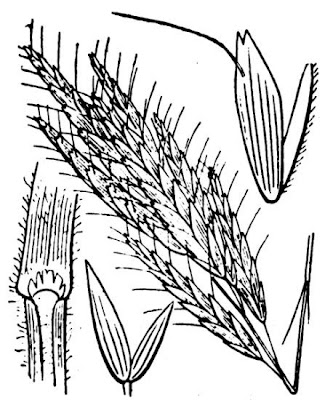 Großährige Trespe Großährige Trespe