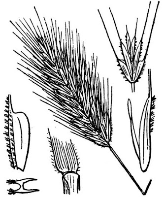 Grano villoso Grano villoso