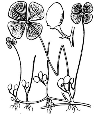 Marsilea quadrifolia L.