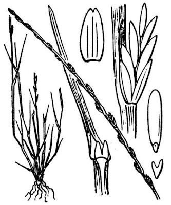 Narduroides salzmannii