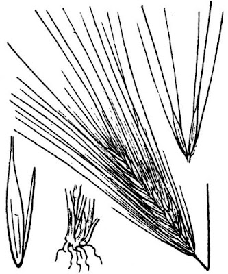 Taeniatherum caput-medusae,
centeio-silvestre-cabe&thorn;a-de-Medusa,
medusa's-head,
Medusa-head,
medusahead,
medusahead rye,
medusahead-rye,
Orzo testa di medusa