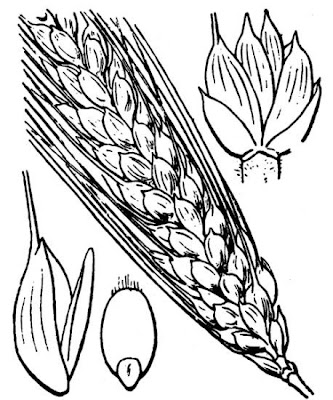 Grano duro