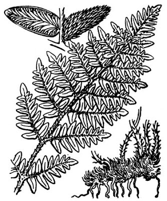 Notholaena marantae