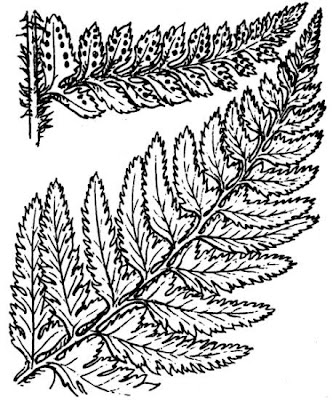 Polystichum aculeatum (L.) Roth