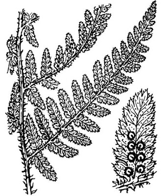 Dryopteris villarii (Bellardi) Woynar