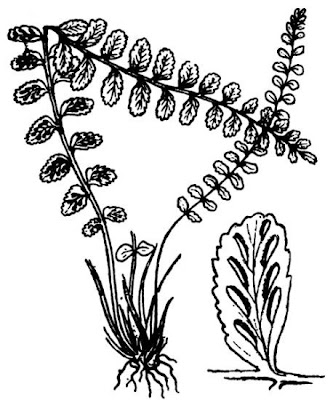 Dense spleenwort