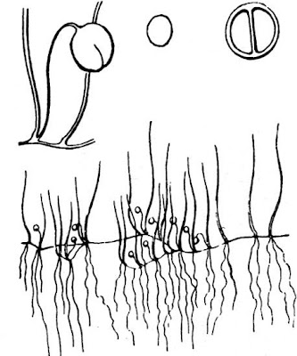 Pilularia minuta Durieu