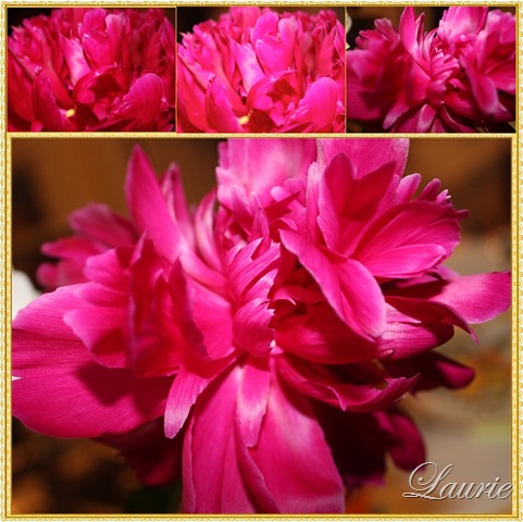 [pink peony mos[4].jpg]