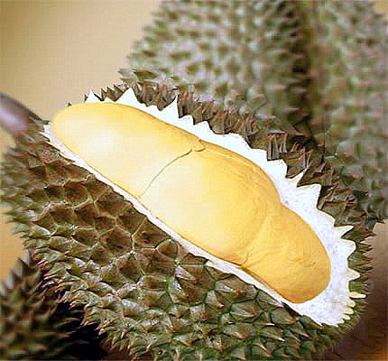 [durian7.jpg]
