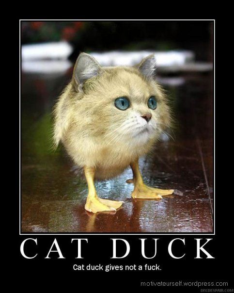 [cat-duck.jpg]