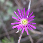 lampranthus immelmaniae
