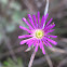 lampranthus immelmaniae