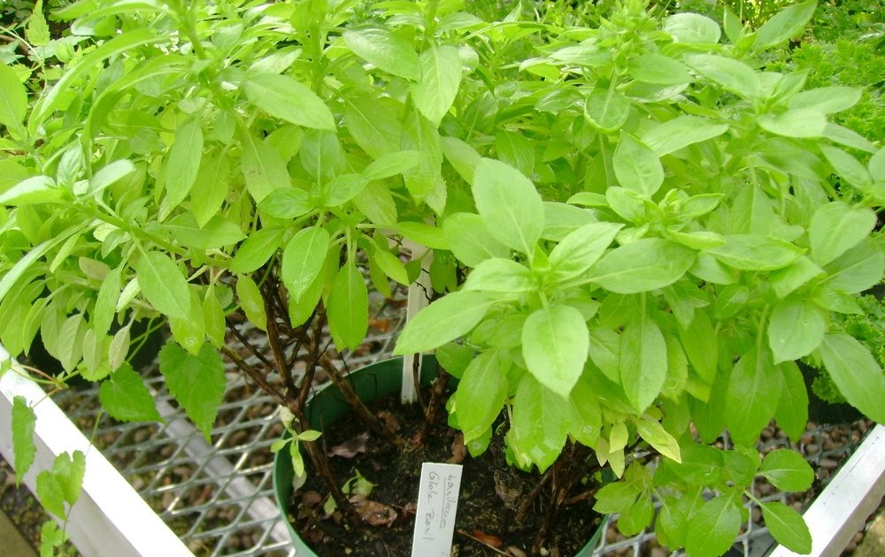 Plant Zone Herb Identification Pt. 2