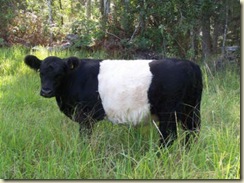 SayerMINIATURE BELTED GALLOWAY CATTLE (6)