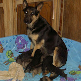 PUP PIX DOG 12-1-06 007.jpg