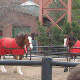 Two of the trademark Budweiser Clydesdale horses