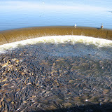 Fish gather at the bottom of the spillway at an almost sickening density.