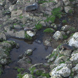 New Zealand fur seals