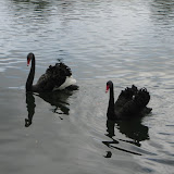 Black Swans?