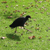 Lots of different bird breeds we had never seen before roamed freely in the park.