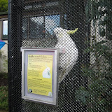 A very lively cockatoo told us “Hello” and “Have a cup of tea!”