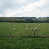 Sheep cover landscape heading toward Taieri River Gorge