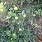 We had several fruit trees outside our hotel in Picton!