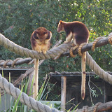This tree kangaroo seems to be saying, “Hey, you okay in there little joey?”