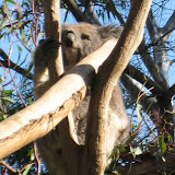 We loved seeing the koalas at the zoo!